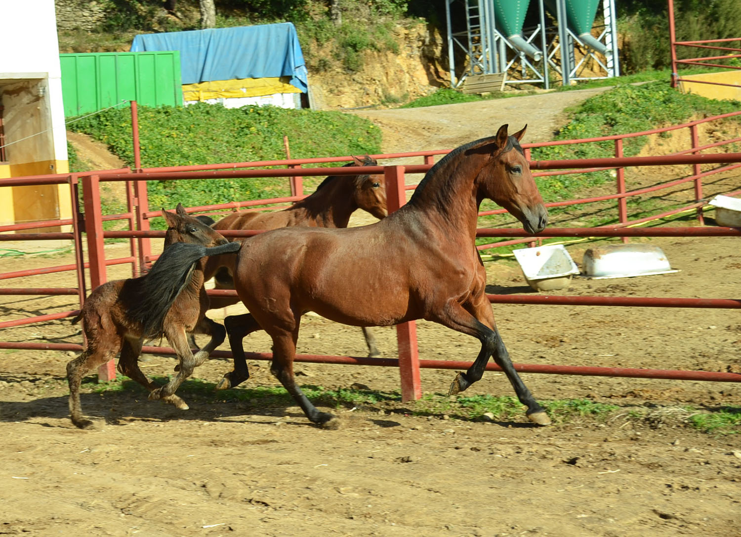 Comprar Caballo